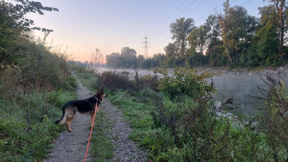 Links ein Uferweg, Schäferhund, rechts hinter dem Gras und richtung Bildmitte ein Fluss mit Dunst daüber. rechts oben größere Bäume am anderen Ufer.
Der Himmel ist noch bunt vom Sonnenaufgang.