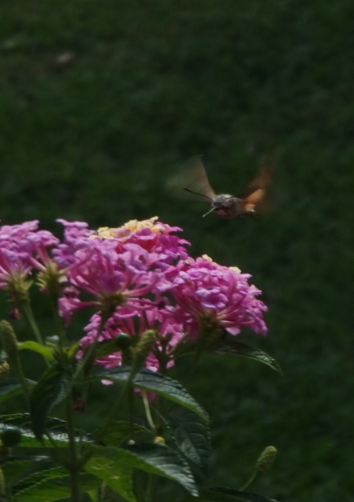 Kleiner Schmetterling mit langem Rüssel über rosa Blüten vor dunklem Hintergrund. 