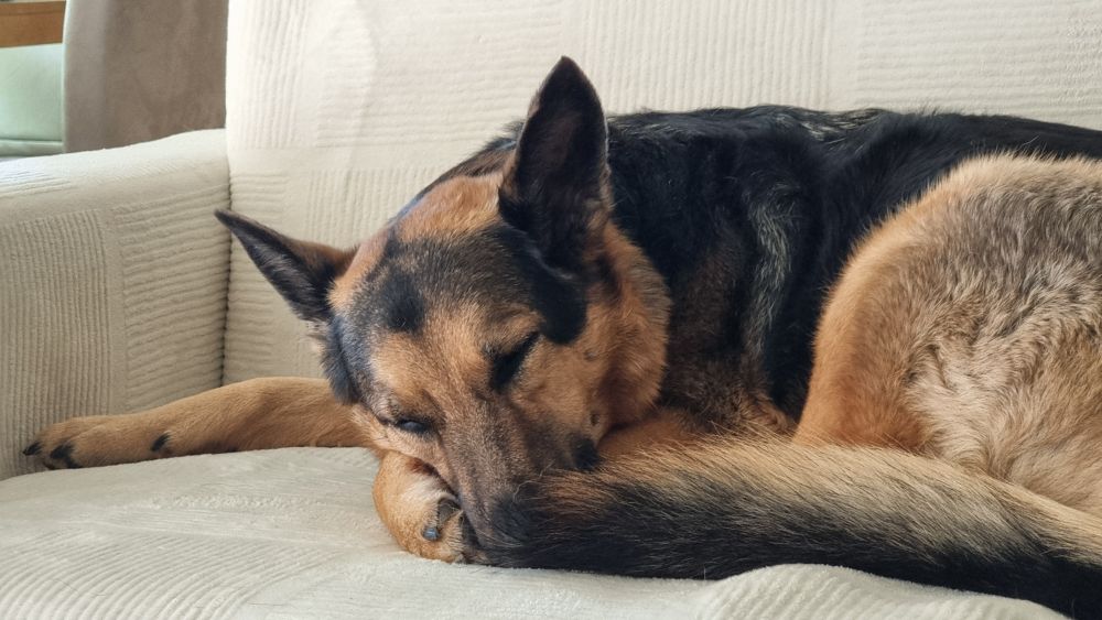 Sleeping german shepherd dog, nose covered between paw and tail