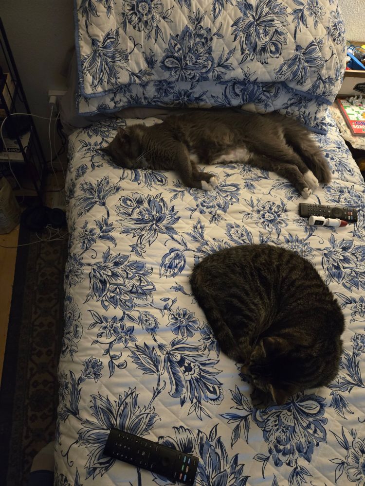 Two cats sleeping 