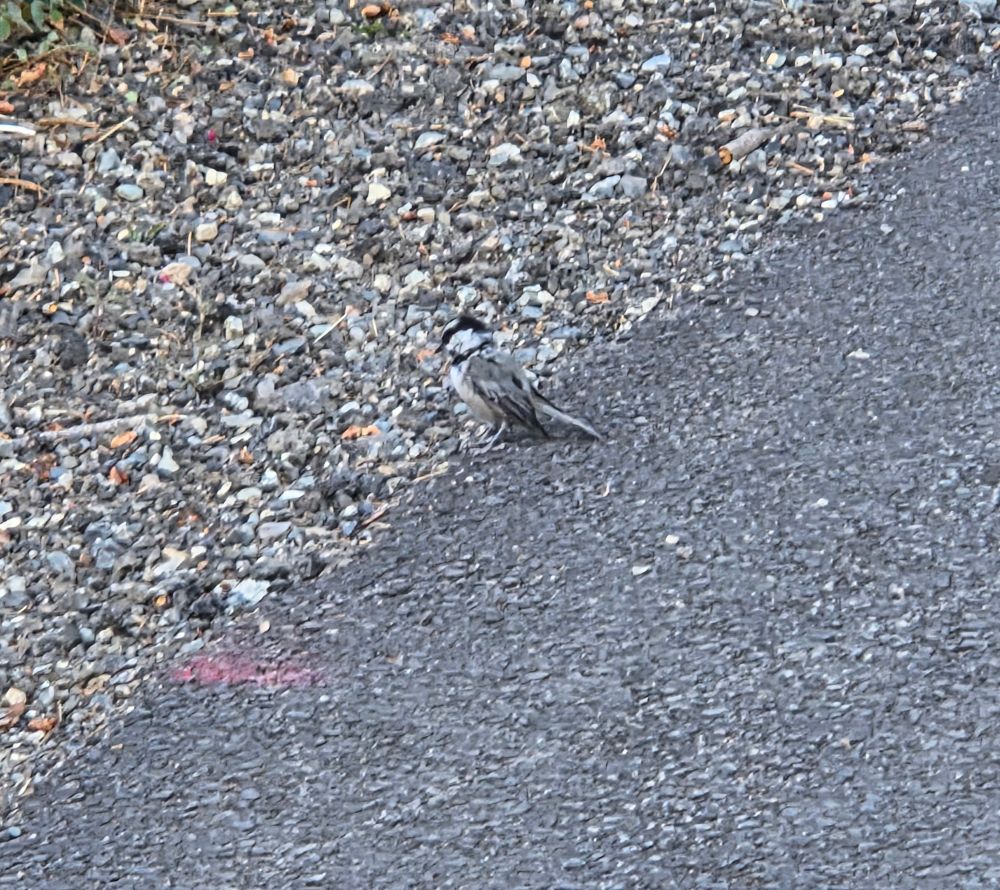 Mountain Chickadee, Mammoth, Mammoth Lakes, Inyo National Forest, August 8, 2025.

More flora and photos:

https://www.inaturalist.org/observations?place_id=any&user_id=dgrimmphd&verifiable=any

#Bird
#Birds
#Nature
#Wildlife
#BirdsUS
#Chickadee
#Chickadees
#MountainChickadee
#MammothCreek
#MammothLakes
#InyoNationalForest