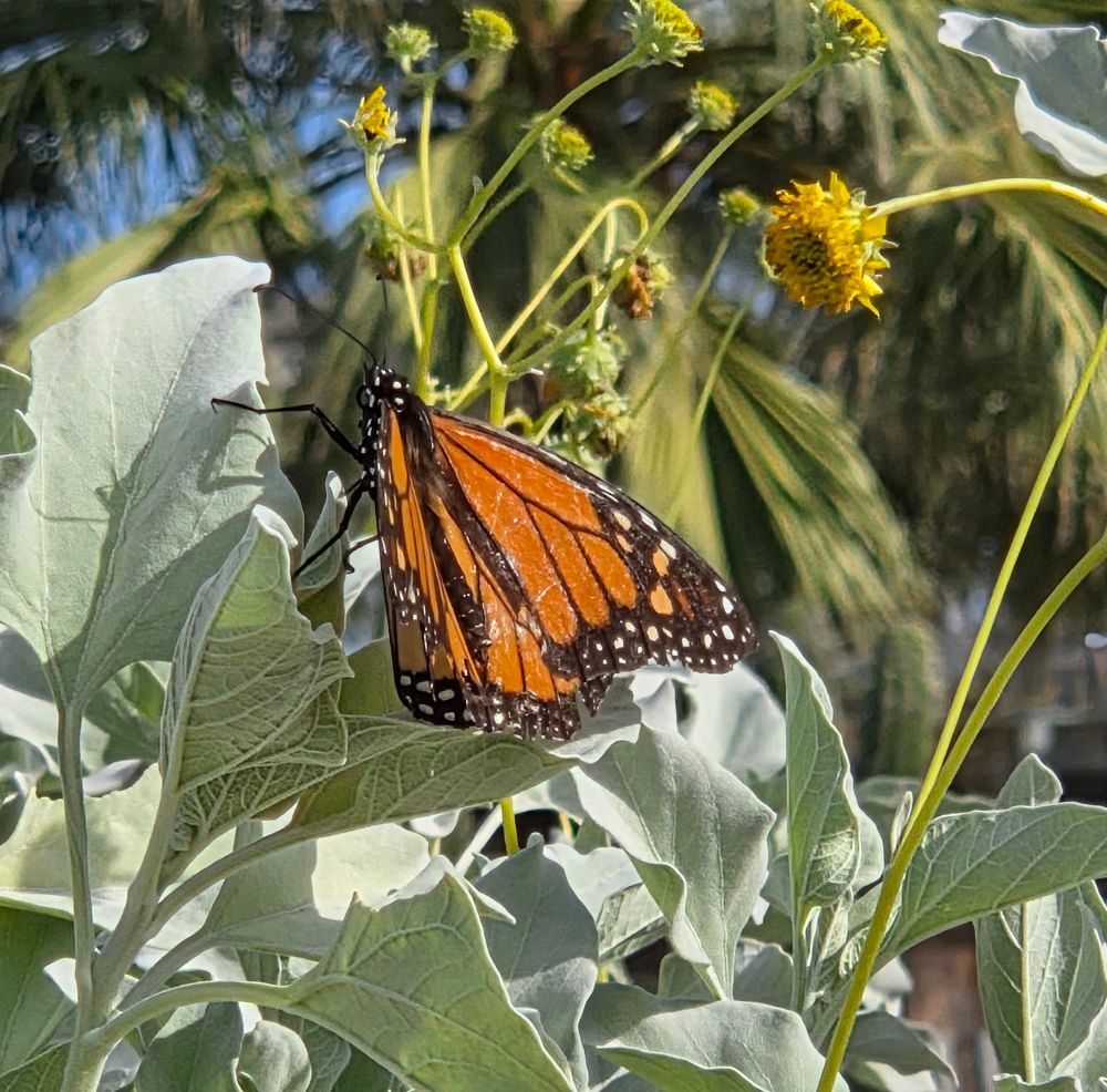 Monarch, Palm Springs, Coachella Valley, November 20, 2025.

More flora and fauna photos:

https://www.inaturalist.org/observations?place_id=any&user_id=dgrimmphd&verifiable=any

#Insect
#Insects
#Nature
#Wildlife
#Monarch
#Monarchs
#PalmSprings