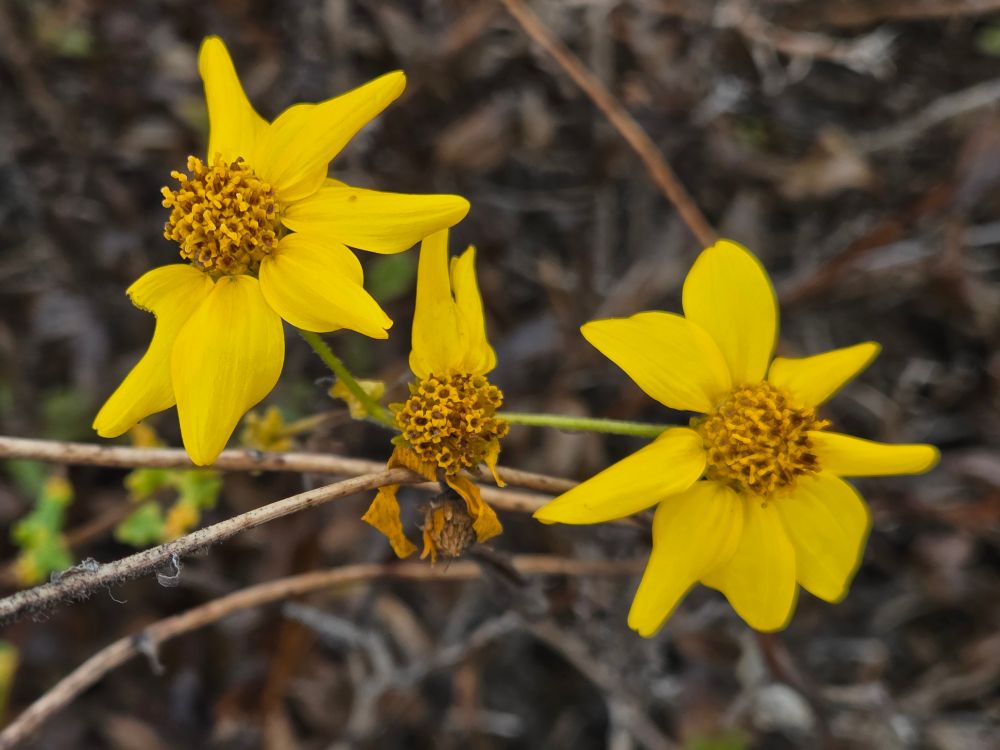 California Brittlebushes blooming, Torrey Preserve, Torrey Pines State Beach, Torrey Pines, August 28, 2025. More flora and fauna photos: https://www.inaturalist.org/observations?place_id=any&user_id=dgrimmphd&verifiable=any #Flower #Flowers #Nature #Brittlebush #Brittlebushes #CaliforniaBrittlebush #TorreyPreserve #TorreyPinesStateBeach #LaJolla