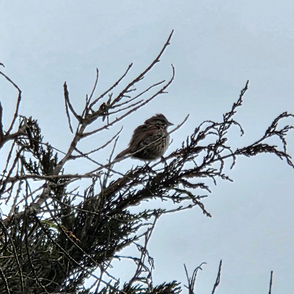 Song Sparrow singing a song, Moonstone Beach Boardwalk, Hearst San Simeon State Park, May 6, 2025 

More flora and fauna photos:

https://www.inaturalist.org/observations?place_id=any&user_id=dgrimmphd&verifiable=any

#Bird
#Birds
#Nature
#Wildlife
#Birdsus
#Sparrow
#Sparrows
#SongSparrow
#MoonstoneBeachBoardwalk
#HearstSanSimeonStatePark