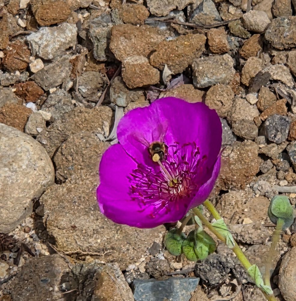Western Honey Bee pollinating, The Lodge at Torrey Pines, Torrey Pines, September 1, 2025. More flora and fauna photos: https://www.inaturalist.org/observations?place_id=any&user_id=dgrimmphd&verifiable=any #Insect #Insects #Nature #Wildlife #Bee #Bees #WesternHoneyBee #TheLodgeatTorreyPines #TorreyPines #LaJolla #SanDiego