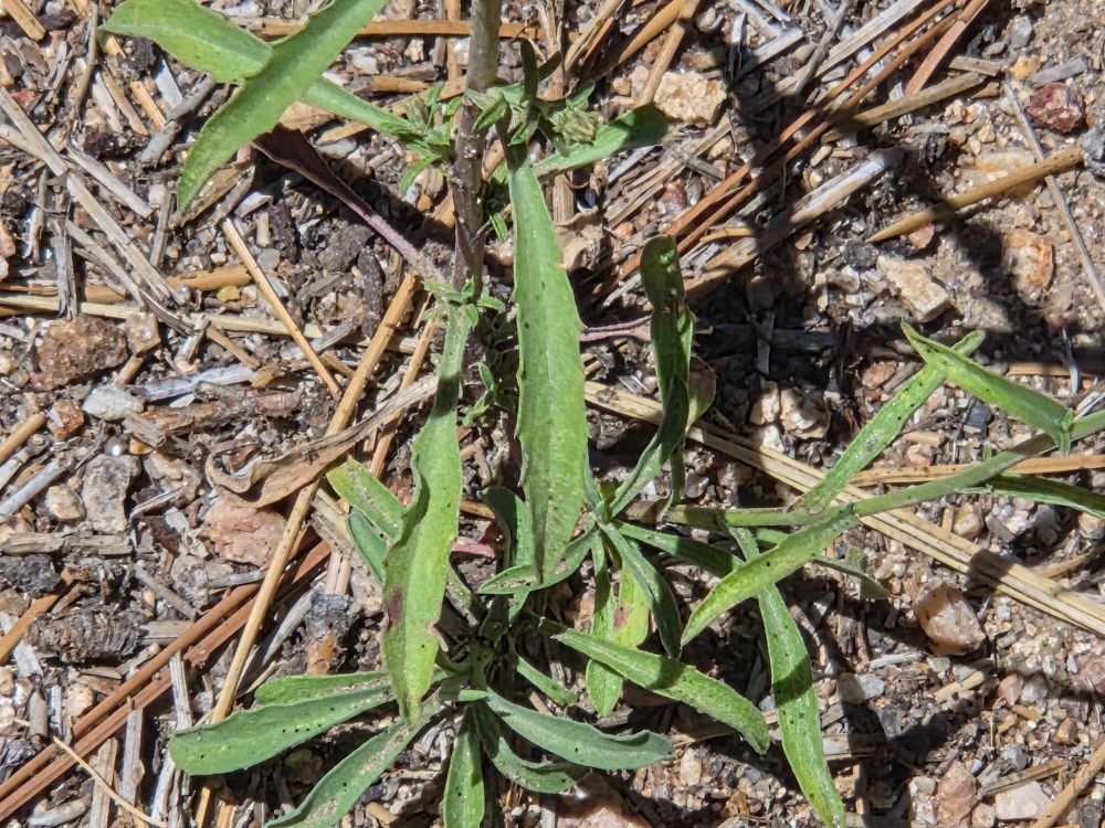 Hoary Tansyaster budding and blooming, Aspen Glen Picnic Area, San Bernardino National Forest, August 7, 2025.

More flora & fauna photos:

https://www.inaturalist.org/observations?place_id=any&user_id=dgrimmphd&verifiable=any

#Flower
#Flowers
#Nature
#Tansyaster
#Tansyasters
#HoaryTansyaster
#AspenGlenPicnicArea
#SanBernardinoNationalForest