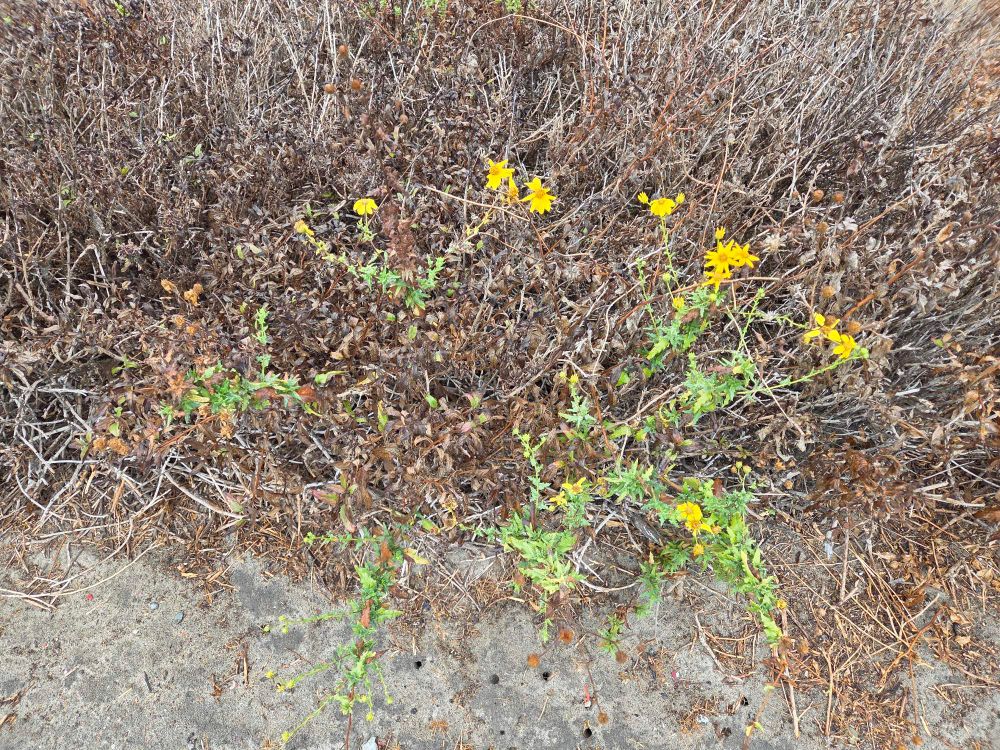 California Brittlebushes blooming, Torrey Preserve, Torrey Pines State Beach, Torrey Pines, August 28, 2025. More flora and fauna photos: https://www.inaturalist.org/observations?place_id=any&user_id=dgrimmphd&verifiable=any #Flower #Flowers #Nature #Brittlebush #Brittlebushes #CaliforniaBrittlebush #TorreyPreserve #TorreyPinesStateBeach #LaJolla