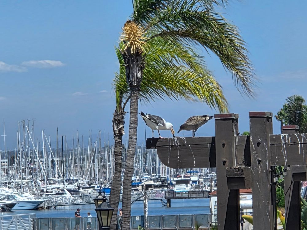 Western Gulls foraging for brunch, Shelter Island, San Diego, August 31, 2025. More flora and photos: https://www.inaturalist.org/observations?place_id=any&user_id=dgrimmphd&verifiable=any #Bird #Birds #Nature #Wildlife #BirdsUS #Gull #Gulls #WesternGull #ShelterIsland #SanDiego