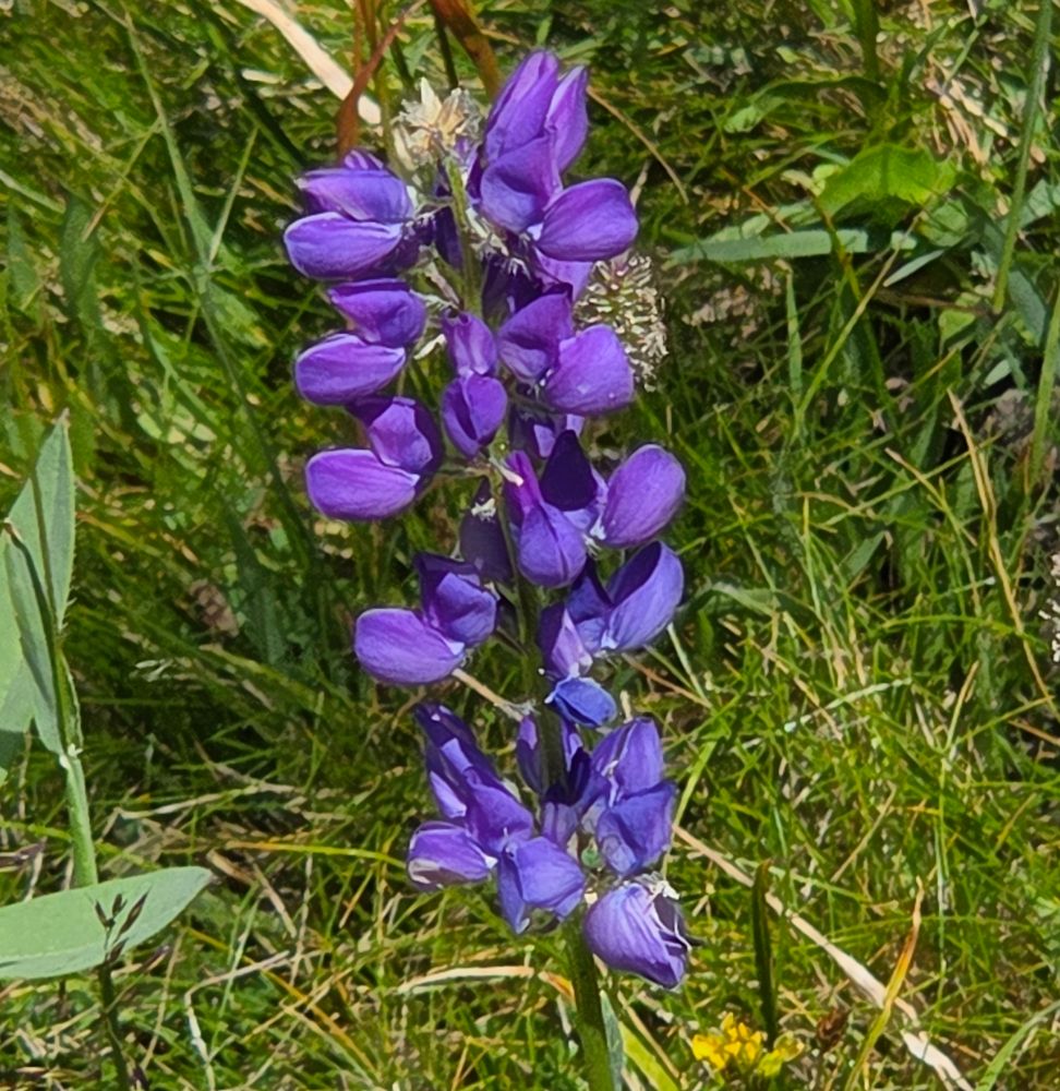 Burke's Lupine budding and blooming, Yosemite National Park, Inyo National Forest, August 9, 2025.

More flora & fauna photos:

https://www.inaturalist.org/observations?place_id=any&user_id=dgrimmphd&verifiable=any

#Flower
#Flowers
#Nature
#Lupine
#Lupines
#BurkesLupine
#YosemiteNationalPark
#InyoNationalForest