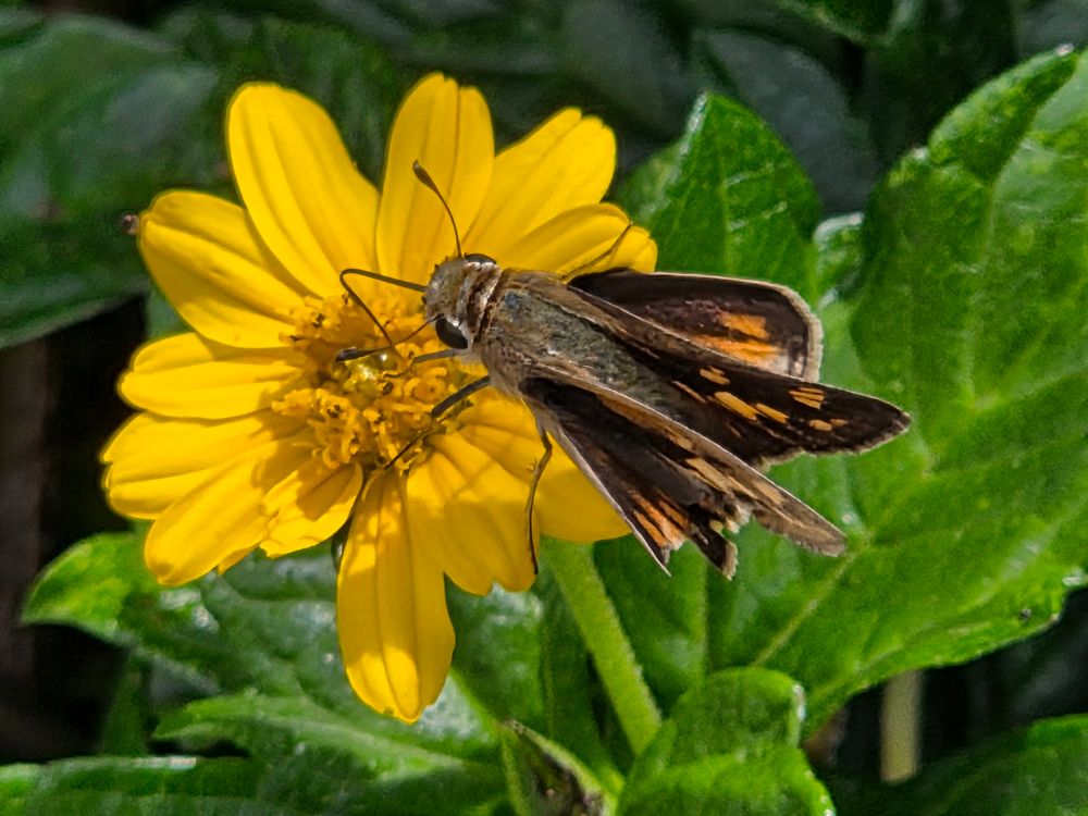 Fiery Skipper pollinating, The Lodge at Torrey Pines, Torrey Pines, La Jolla, San Diego, September 1, 2025. More flora & fauna photos: https://www.inaturalist.org/observations?place_id=any&user_id=dgrimmphd&verifiable=any #Insect #Insects #Nature #Wildlife #Butterfly #Butterflies #FierySkipper #TheLodgeatTorreyPines #TorreyPines #SanDiego