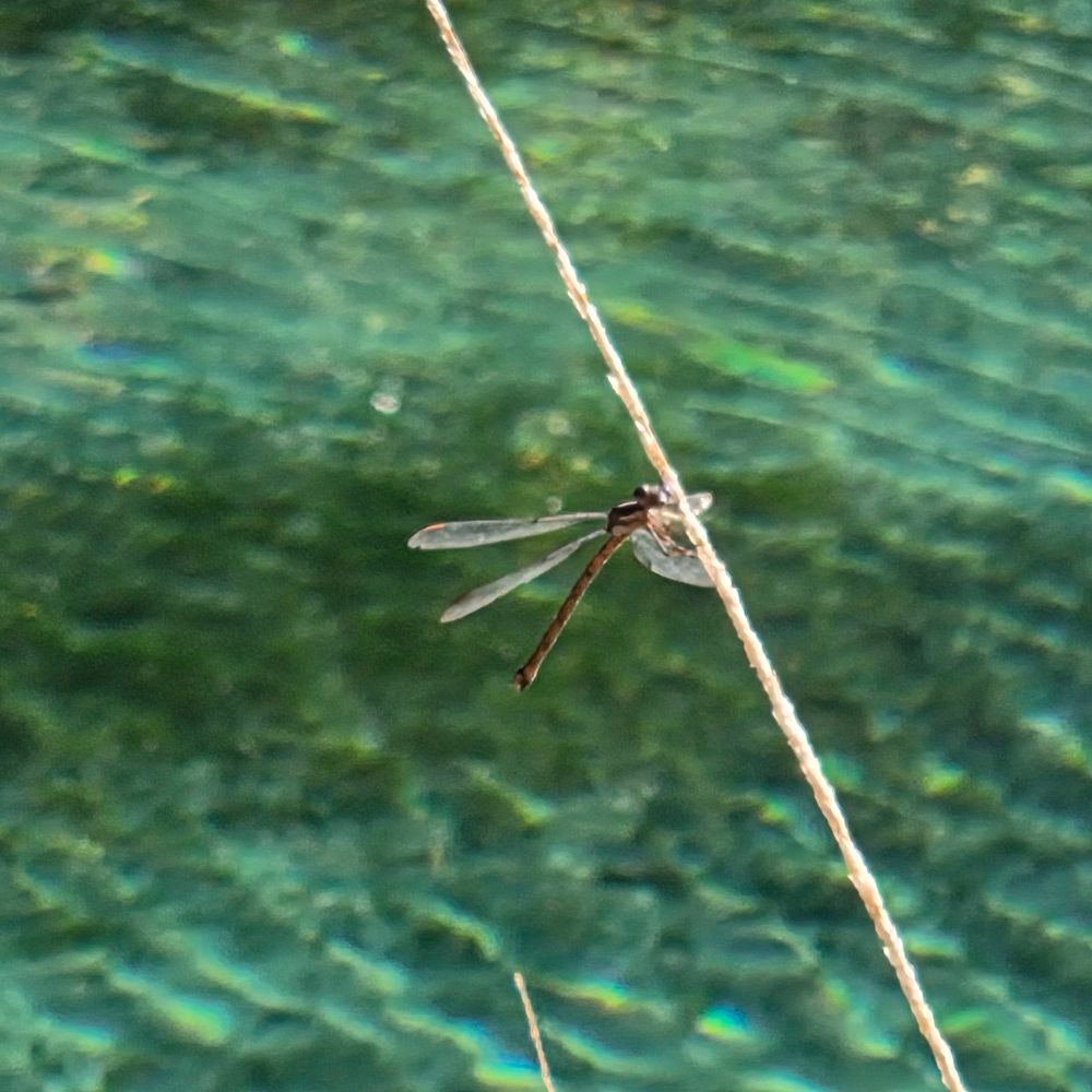 California Spreadwing posing for the camera, Whitewater Canyon Preserve, Whitewater Conservation Area, November 2, 2025.

More flora and fauna photos:

https://www.inaturalist.org/observations?place_id=any&user_id=dgrimmphd&verifiable=any

#Insect
#Insects
#Nature
#Wildlife
#CaliforniaSpreadwing
#WhitewaterCanyonPreserve
#WhitewaterConservationArea