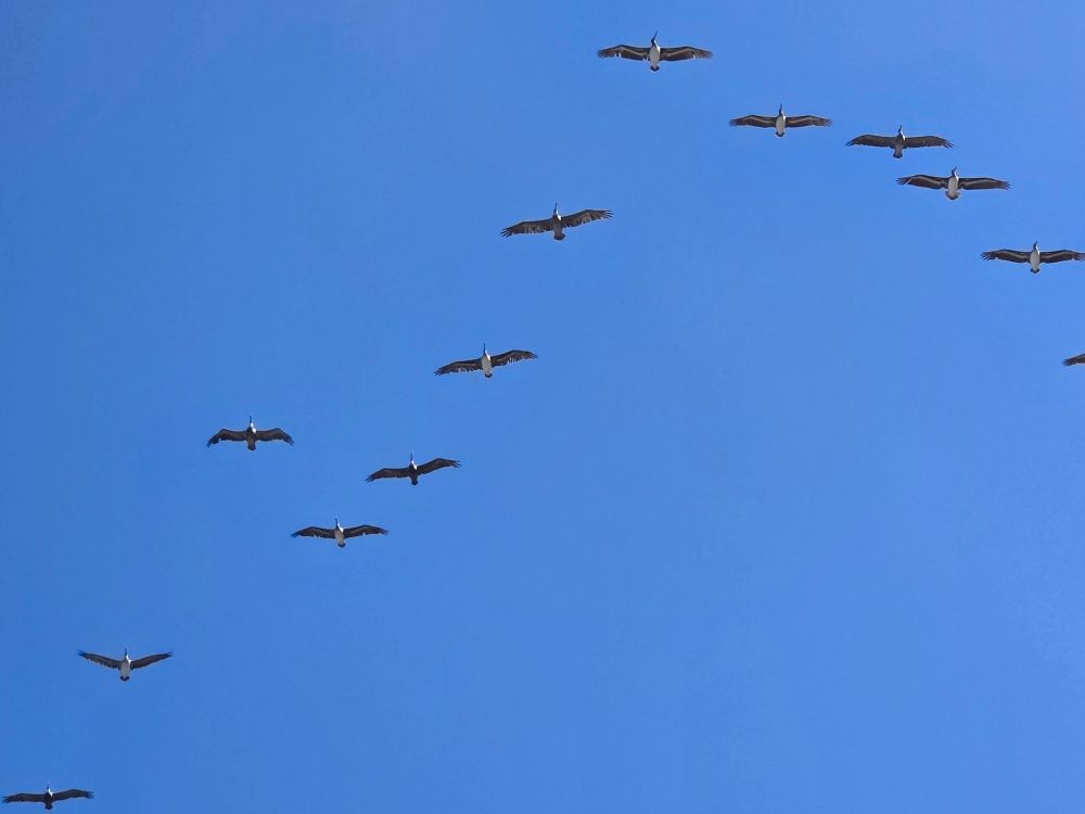 Brown Pelicans flying in formation, Coastal Trail at Cabrillo National Monument, Point Loma, August 31, 2025. More flora and photos: https://www.inaturalist.org/observations?place_id=any&user_id=dgrimmphd&verifiable=any #Bird #Birds #Nature #Wildlife #BirdsUS #Pelican #Pelicans #BrownPelican #CoastalTrail #CabrilloNationalMonument #SanDiego