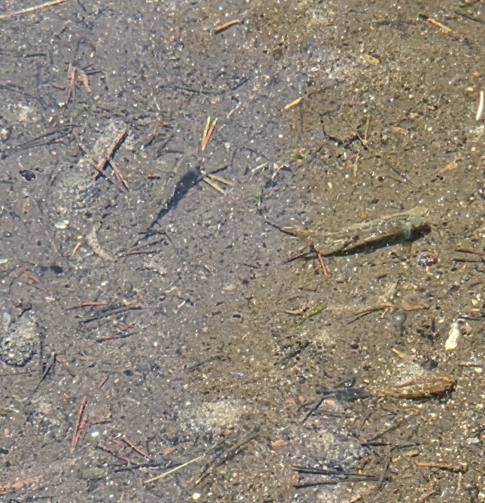 Juvenile Brook Trout, Emerald Lake, Inyo National Forest, August 10, 2025.

More flora and fauna photos:

https://www.inaturalist.org/observations?place_id=any&user_id=dgrimmphd&verifiable=any

#Fish
#Nature
#Wildlife
#Trout
#BrookTrout
#EmeraldLake
#InyoNationalForest