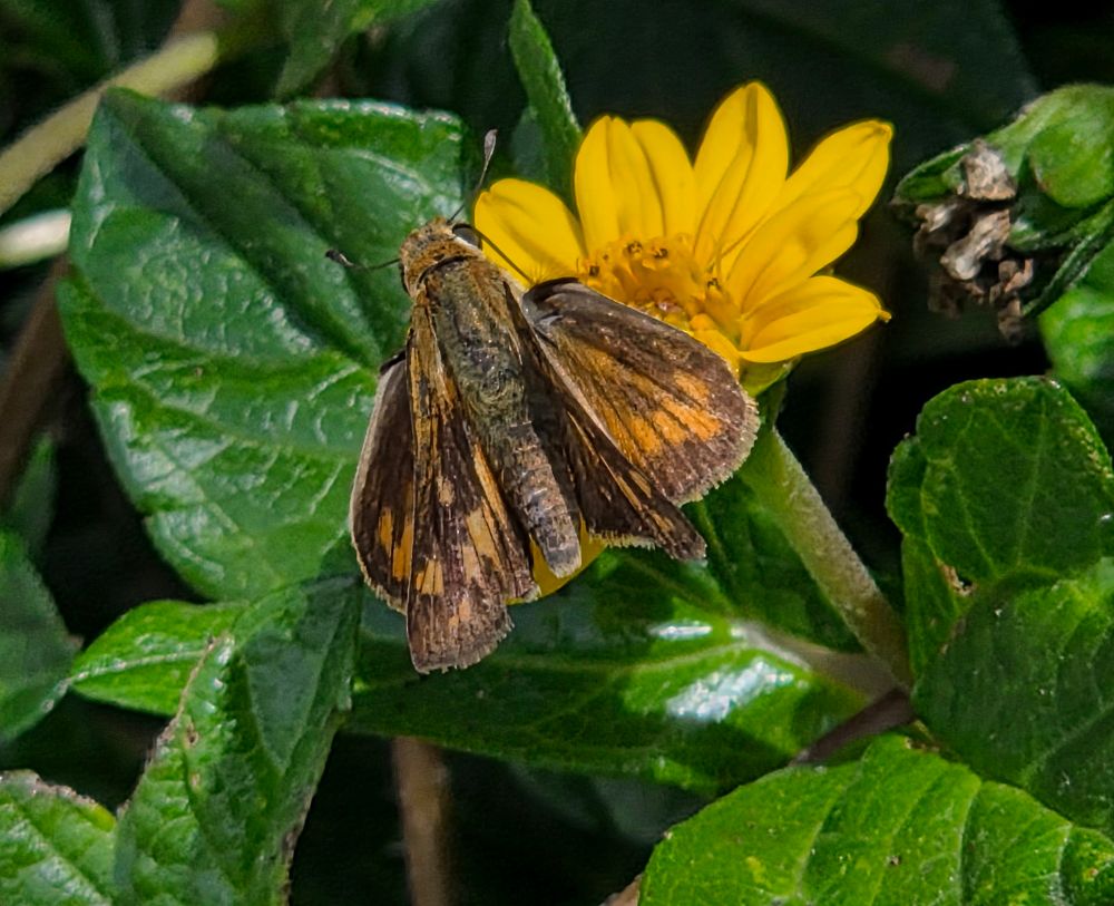 Fiery Skipper pollinating, The Lodge at Torrey Pines, Torrey Pines, La Jolla, San Diego, September 1, 2025. More flora & fauna photos: https://www.inaturalist.org/observations?place_id=any&user_id=dgrimmphd&verifiable=any #Insect #Insects #Nature #Wildlife #Butterfly #Butterflies #FierySkipper #TheLodgeatTorreyPines #TorreyPines #SanDiego