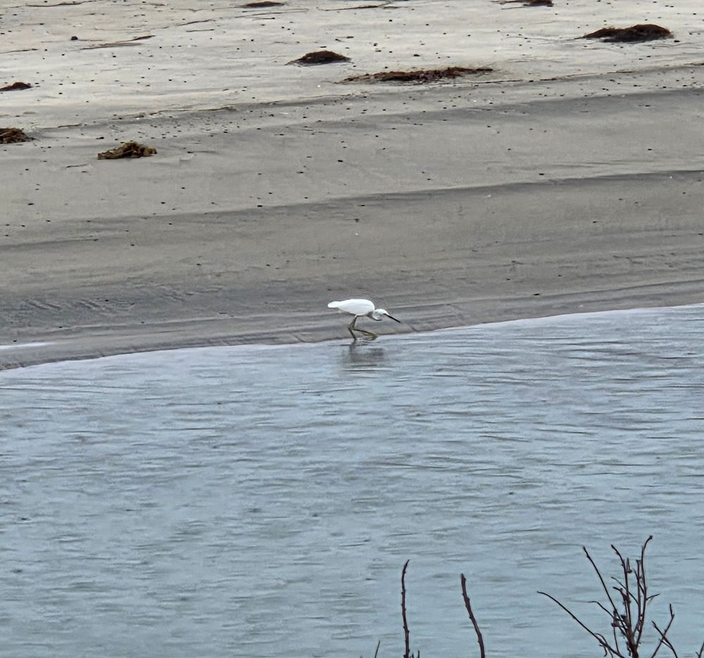 Snowy Egret, Torrey Preserve, Torrey Pines State Beach, August 28, 2025. More flora and photos: https://www.inaturalist.org/observations?place_id=any&user_id=dgrimmphd&verifiable=any #Bird #Birds #Nature #Wildlife #BirdsUS #Egret #Egrets #SnowyEgret #TorreyPreserve #TorreyPinesStateBeach #SanDiego