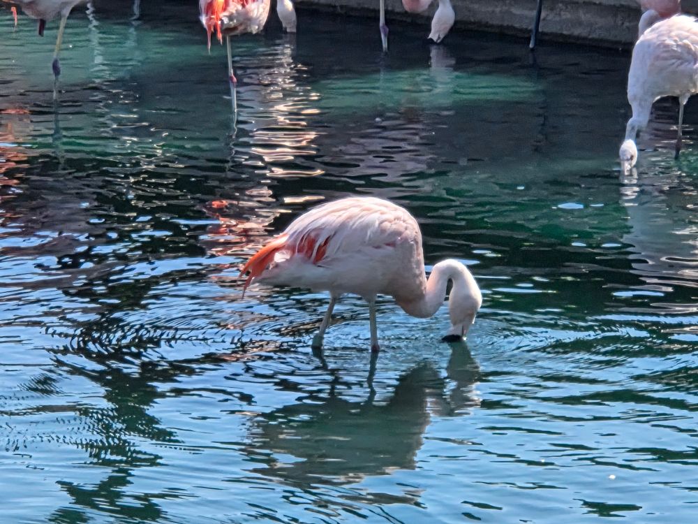 Chilean Flamingos at the feeder, JW Marriott Desert Springs Resort and Spa, Palm Desert, September 12, 2025.

More flora and photos:

https://www.inaturalist.org/observations?place_id=any&user_id=dgrimmphd&verifiable=any

#Bird
#Birds
#Nature
#Wildlife
#BirdsUS
#Flamingo
#Flamingos
#ChileanFlamingo
#PalmDesert 