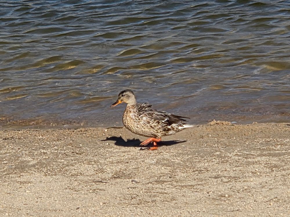 Mama Mallard and her baby ducklings scavenging, Boulder Bay, San Bernardino National Forest, August 4, 2025.

More flora and photos:

https://www.inaturalist.org/observations?place_id=any&user_id=dgrimmphd&verifiable=any

#Bird
#Birds
#Nature
#Wildlife
#BirdsUS
#Mallard
#Mallards
#BigBearLake
#SanBernardinoNationalForest
#SanBernardinoMountains
