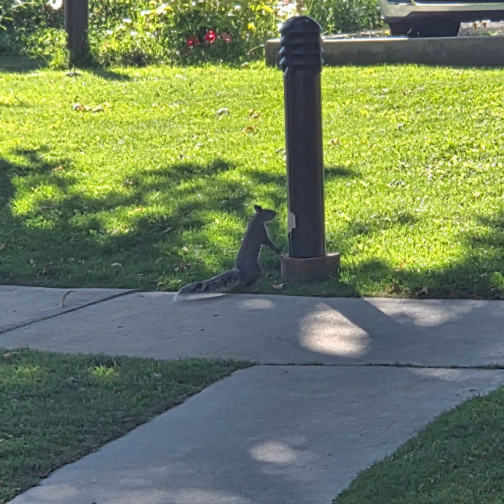 Western Gray Squirrel, Big Bear Lake, San Bernardino National Forest, August 7, 2025.

More flora and fauna photos:

https://www.inaturalist.org/observations?place_id=any&user_id=dgrimmphd&verifiable=any

#Mammal
#Mammals
#Nature
#Wildlife
#Squirrel
#Squirrels
#WesternGraySquirrel
#SanBernardinoNationalForest
#SanBernardinoMountains