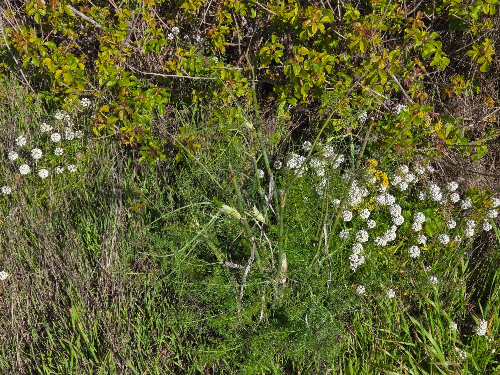 Fennel blooming, Morro Rock, Morro Rock Ecological Reserve, Central Coast, December 1, 2025.

More flora and fauna photos:

https://www.inaturalist.org/observations?place_id=any&user_id=dgrimmphd&verifiable=any

#Flower
#Flowers
#Nature
#Fennel
#PacificPoisonOak
#MorroRock
#MorroRockEcologicalReserve
#MorroBay
#CentralCoast