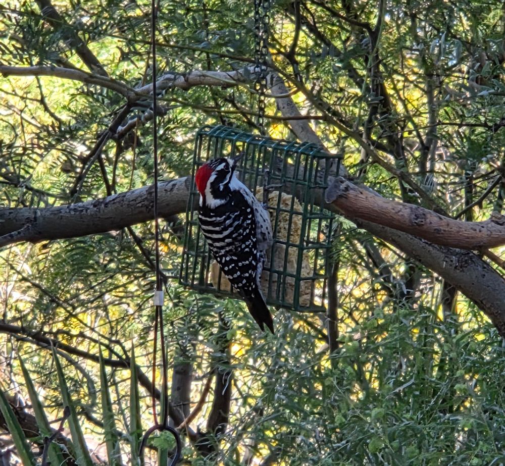 Nuttall's Woodpecker, Big Morongo Canyon Preserve, Sand to Snow National Monument, November 20, 2025

More flora & photos

https://www.inaturalist.org/observations?place_id=any&user_id=dgrimmphd&verifiable=any

#Bird
#Birds
#Nature
#Wildlife
#BirdsUS
#Woodpecker
#Woodpeckers
#NuttallsWoodpecker
#BigMorongoCanyonPreserve
#SandtoSnowNationalMonument