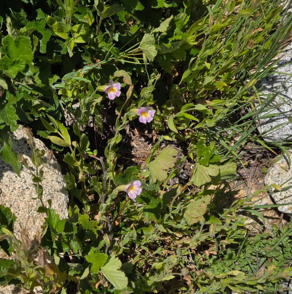 Blushing Monkeyflower budding and blooming, Yosemite National Park, Inyo National Forest, August 9, 2025.

More flora & fauna photos:

https://www.inaturalist.org/observations?place_id=any&user_id=dgrimmphd&verifiable=any

#Flower
#Flowers
#Nature
#Monkeyflower
#Monkeyflowers
#BlushingMonkeyflower
#YosemiteNationalPark
#InyoNationalForest