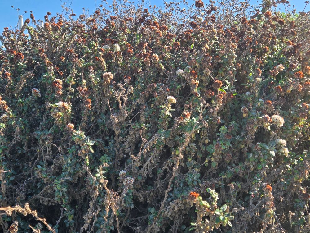 Seacliff Wild Buckwheat blooming, Morro Rock, Morro Rock Ecological Reserve, Morro Bay, December 1, 2025.

More flora and fauna photos:

https://www.inaturalist.org/observations?place_id=any&user_id=dgrimmphd&verifiable=any

#Flower
#Flowers
#Nature
#BeachSuncup
#SeacliffWildBuckwheat
#MorroRock
#MorroRockEcologicalReserve
#MorroBay
