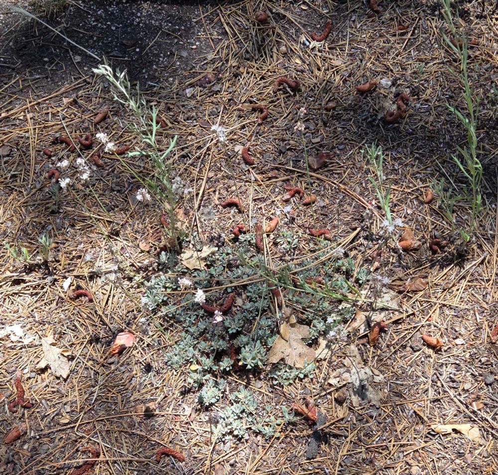 Wright's Buckwheat budding and blooming, Aspen Glen Picnic Area, San Bernardino National Forest, August 7, 2025.

More flora & fauna photos:

https://www.inaturalist.org/observations?place_id=any&user_id=dgrimmphd&verifiable=any

#Flower
#Flowers
#Nature
#Buckwheat
#Buckwheats
#WrightsBuckwheat
#AspenGlenPicnicArea
#SanBernardinoNationalForest