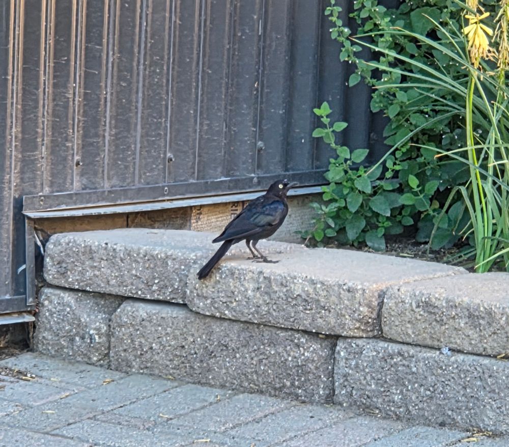 Brewer's Blackbird, Bob Sled Hiking Trail, Big Bear, San Bernardino National Forest, August 5, 2025.

More flora and photos:

https://www.inaturalist.org/observations?place_id=any&user_id=dgrimmphd&verifiable=any

#Bird
#Birds
#Nature
#Wildlife
#BirdsUS
#Blackbird
#Blackbirds
#BrewersBlackbird
#BobSledHikingTrail
#SanBernardinoNationalForest 