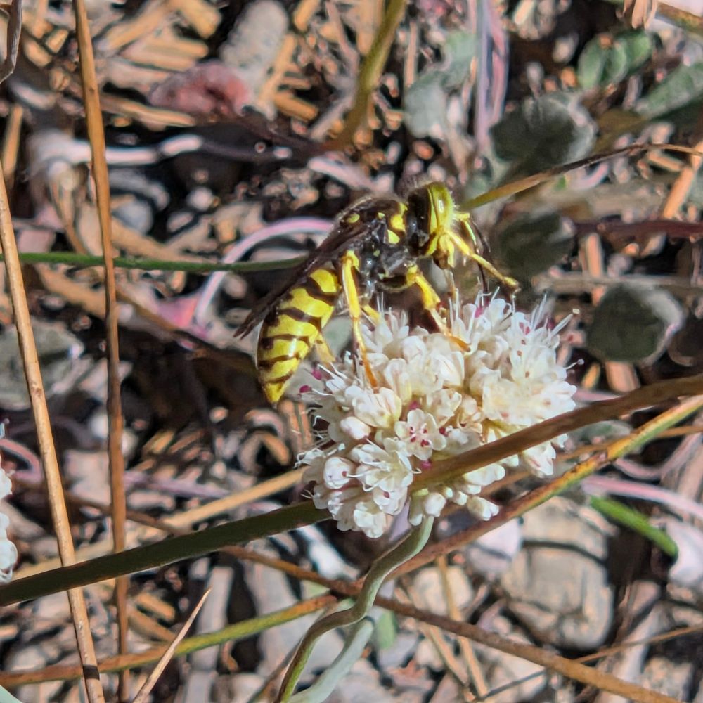 Prairie Yellowjacket pollinating a Naked Buckwheat, Yosemite National Park, Inyo National Forest, August 9, 2025.

More flora and fauna photos:

https://www.inaturalist.org/observations?place_id=any&user_id=dgrimmphd&verifiable=any

#Insect
#Insects
#Nature
#Wildlife
#PrairieYellowjacket
#InyoNationalForest
#YosemiteNationalPark