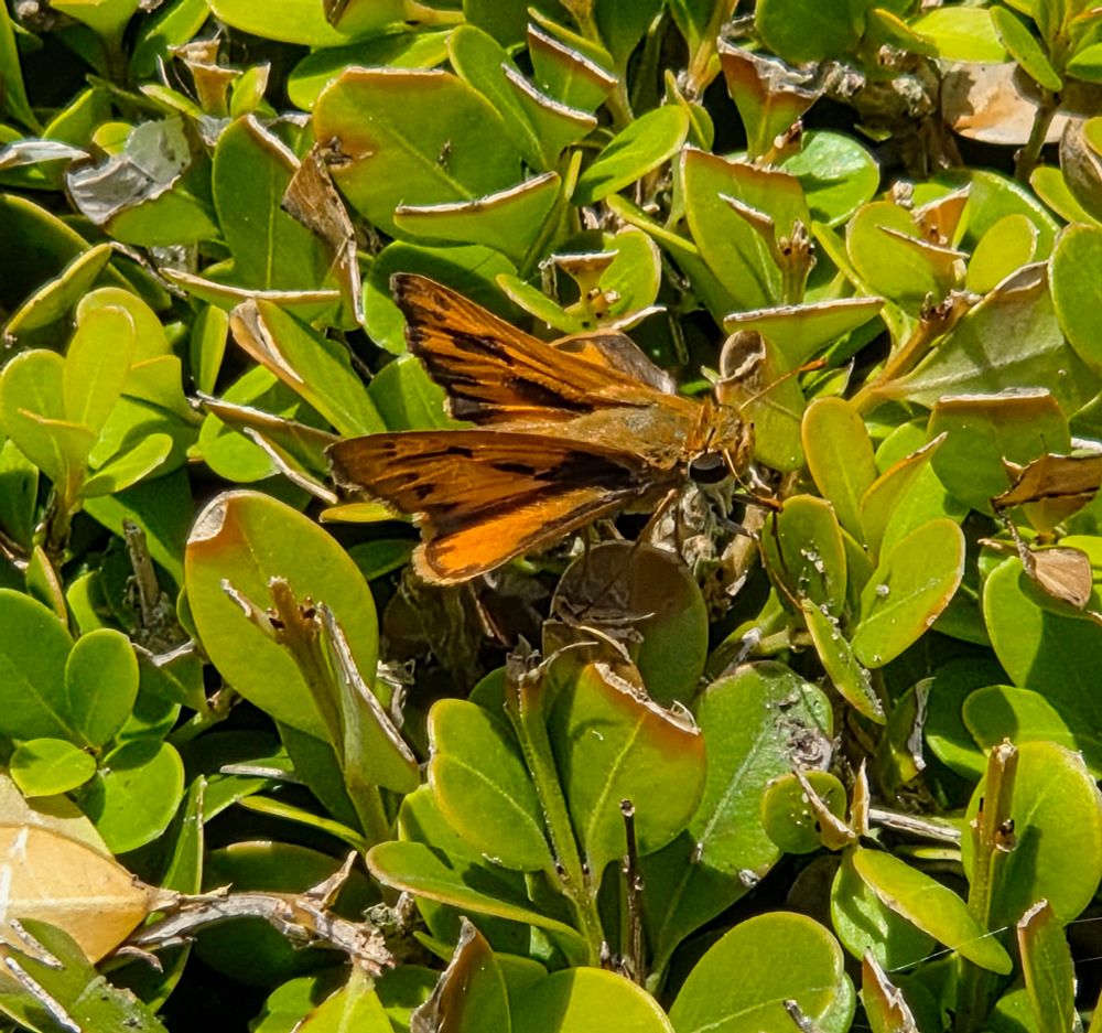 Fiery Skipper pollinating, The Lodge at Torrey Pines, Torrey Pines, La Jolla, San Diego, September 1, 2025. More flora & fauna photos: https://www.inaturalist.org/observations?place_id=any&user_id=dgrimmphd&verifiable=any #Insect #Insects #Nature #Wildlife #Butterfly #Butterflies #FierySkipper #TheLodgeatTorreyPines #TorreyPines #SanDiego