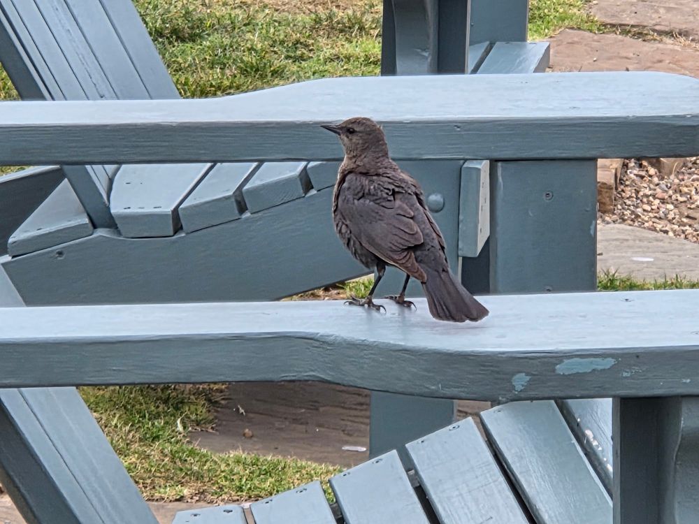Female Brewer's Blackbird looking for breakfast, Moonstone Beach, Hearst San Simeon State Park, May 7, 2025.

More flora and fauna photos:

https://www.inaturalist.org/observations?place_id=any&user_id=dgrimmphd&verifiable=any

#Bird
#Birds
#Nature
#Wildlife
#Birdsus
#Blackbird
#Blackbirds
#BrewersBlackbird
#MoonstoneBeach
#MoonstoneBeachBoardwalk