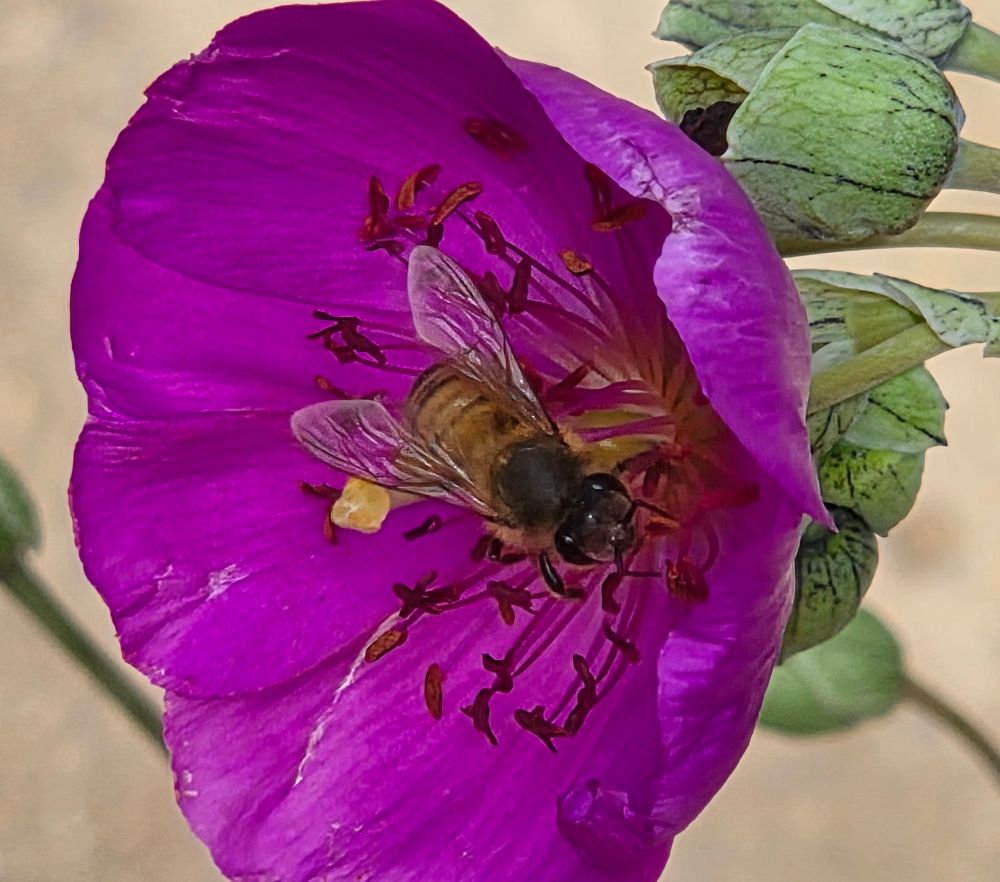Western Honey Bee pollinating a Rock Purslane, The Lodge at Torrey Pines, Torrey Pines, September 1, 2025. More flora and fauna photos: https://www.inaturalist.org/observations?place_id=any&user_id=dgrimmphd&verifiable=any #Insect #Insects #Nature #Wildlife #Bee #Bees #WesternHoneyBee #TheLodgeatTorreyPines #TorreyPines #LaJolla #SanDiego