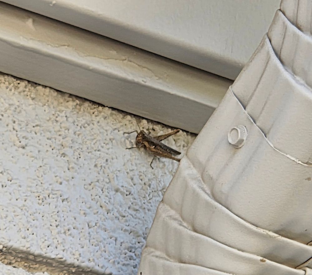 Ash-gray Range Grasshopper, Historic Villa Roma, Palm Springs, July 29, 2025.

More flora and fauna photos:

https://www.inaturalist.org/observations?place_id=any&user_id=dgrimmphd&verifiable=any

#Insect
#Insects
#Nature
#Wildlife
#Grasshopper
#Grasshoppers
#AshgrayRangeGrasshopper
#PalmSprings