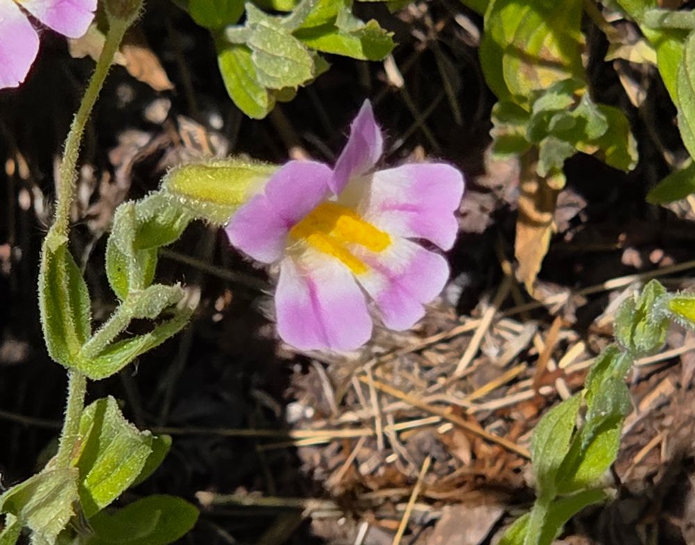 Blushing Monkeyflower budding and blooming, Yosemite National Park, Inyo National Forest, August 9, 2025.

More flora & fauna photos:

https://www.inaturalist.org/observations?place_id=any&user_id=dgrimmphd&verifiable=any

#Flower
#Flowers
#Nature
#Monkeyflower
#Monkeyflowers
#BlushingMonkeyflower
#YosemiteNationalPark
#InyoNationalForest