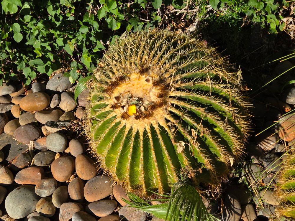 Golden Barrel Cactus blooming, Historic Indian Canyons Neighborhood, Palm Springs, November 5, 2025.

More flora and fauna photos:

https://www.inaturalist.org/observations?place_id=any&user_id=dgrimmphd&verifiable=any

#Flower
#Flowers
#Nature
#Cactus
#Cacti
#GoldenBarrelCactus
#PalmSprings