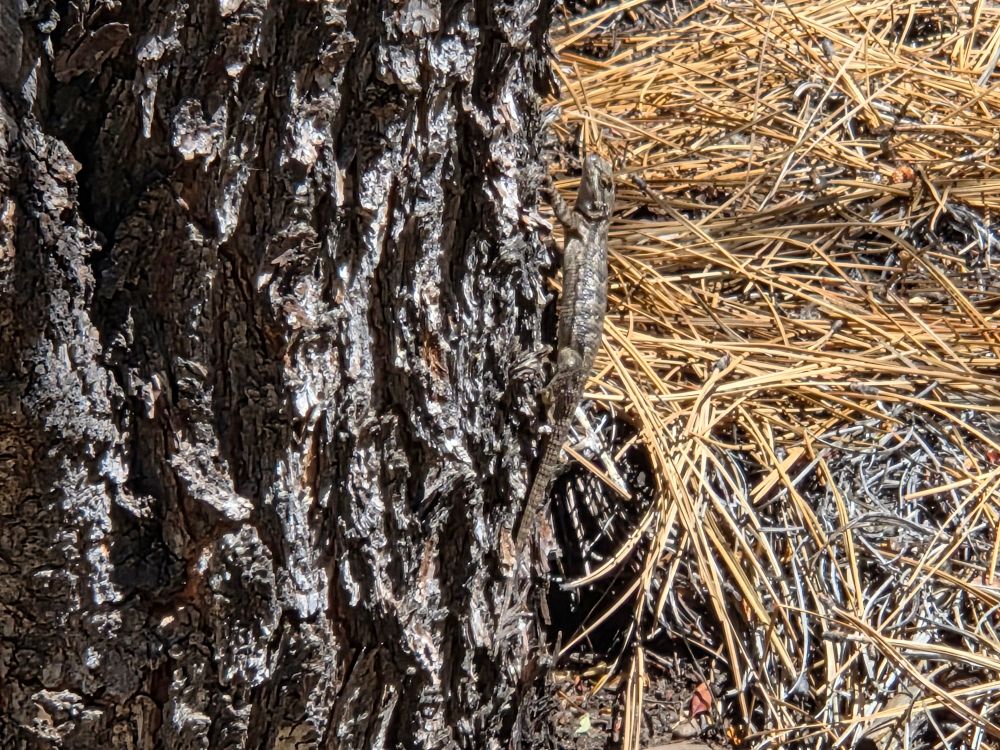 Southern Sagebrush Lizard, Maple Hills Trails, San Bernardino National Forest, August 6, 2025.

More flora & fauna photos:

https://www.inaturalist.org/observations?place_id=any&user_id=dgrimmphd&verifiable=any

#Reptile
#Reptiles
#Nature
#Wildlife
#Lizard
#Lizards
#SouthernSagebrushLizard
#SanBernardinoNationalForest
#SanBernardinoMountains