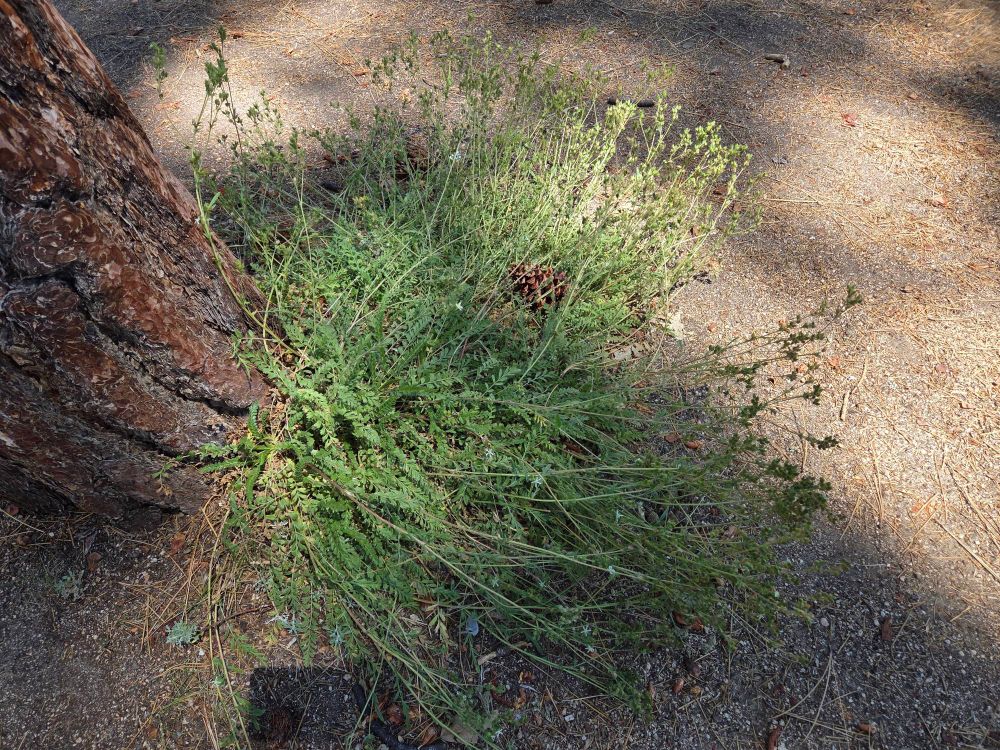 Rydberg's Horkelias budding and blooming, Aspen Glen Picnic Area, San Bernardino National Forest, August 7, 2025.

More flora & fauna photos:

https://www.inaturalist.org/observations?place_id=any&user_id=dgrimmphd&verifiable=any

#Flower
#Flowers
#Nature
#Horkelia
#Horkelias
#RydbergsHorkelia
#AspenGlenPicnicArea
#SanBernardinoNationalForest