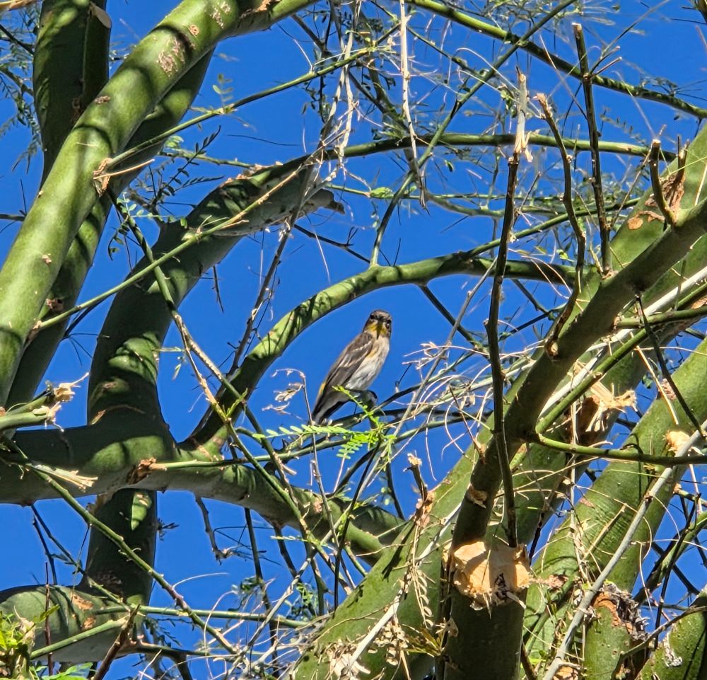 Yellow-rumped Warbler in the Palo Verde, Historic Villa Roma, Palm Springs, November 10, 2025.

More flora and photos:

https://www.inaturalist.org/observations?place_id=any&user_id=dgrimmphd&verifiable=any

#Bird
#Birds
#Nature
#Wildlife
#BirdsUS
#Warbler
#Warblers
#YellowrumpedWarbler
#PalmSprings