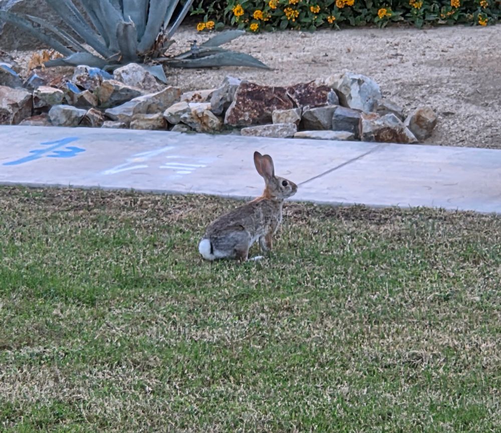 Desert Cottontail, Historic Villa Roma, Palm Springs, October 2, 2025.

More flora & fauna photos

https://www.inaturalist.org/observations?place_id=any&user_id=dgrimmphd&verifiable=any

#Mammal
#Mammals
#Nature
#Wildlife
#Cottontail
#Cottontails
#DesertCottontail
#PalmSprings