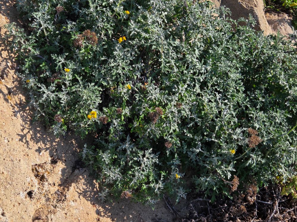 Seaside Woolly Sunflowers blooming, Morro Rock, Morro Rock Ecological Reserve, December 1, 2025.

More flora and fauna photos:

https://www.inaturalist.org/observations?place_id=any&user_id=dgrimmphd&verifiable=any

#Flower
#Flowers
#Nature
#Sunflower
#Sunflowers
#SeasideWoollySunflower
#MorroRock
#MorroRockEcologicalReserve
#MorroBay
#CentralCoast