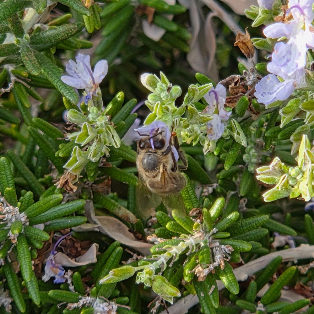Western Honey Bee pollinating a goldenbush, Historic Villa Roma, Palm Springs, November 17, 2025.

More flora and fauna photos:

https://www.inaturalist.org/observations?place_id=any&user_id=dgrimmphd&verifiable=any

#Insect
#Insects
#Nature
#Wildlife
#Bee
#Bees
#WesternHoneyBee
#PalmSprings