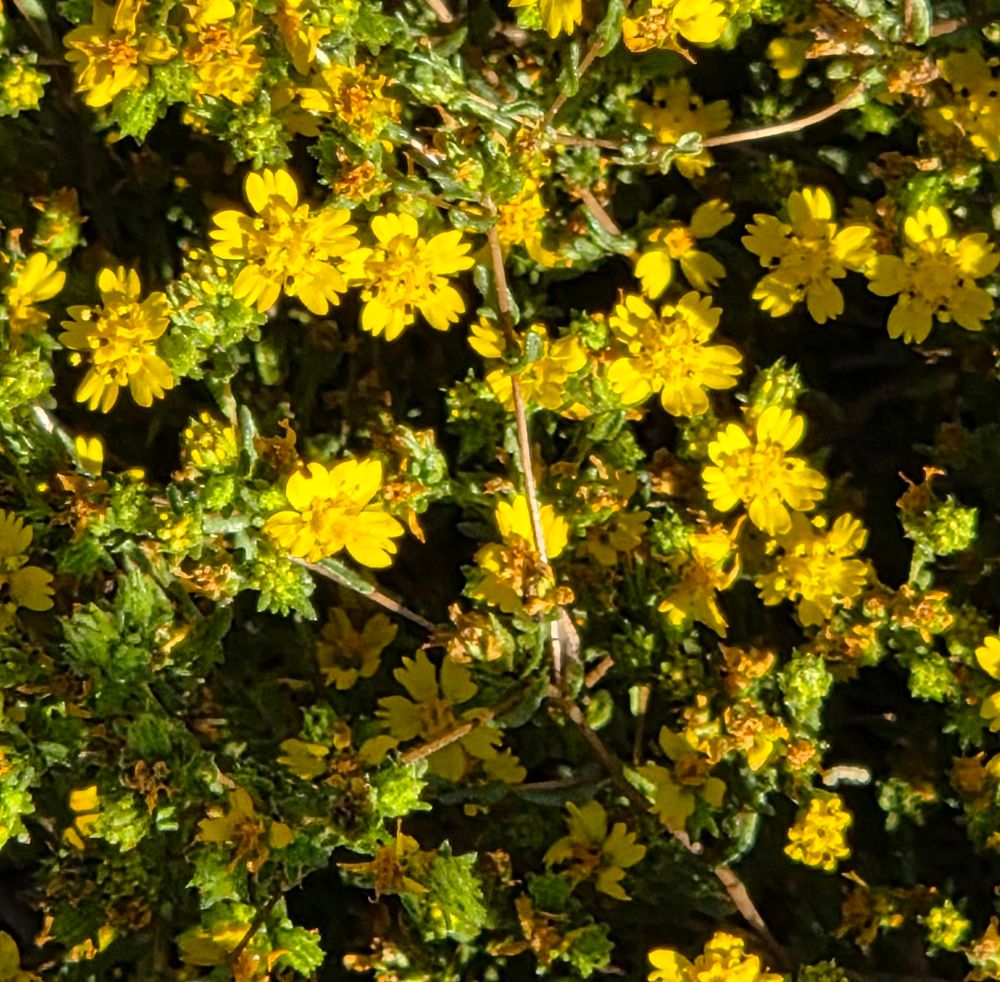 Clustered Tarweed budding and blooming, Cabrillo National Monument, Point Loma, San Diego, August 31, 2025.

More flora & fauna photos:

https://www.inaturalist.org/observations?place_id=any&user_id=dgrimmphd&verifiable=any

#Flower
#Flowers
#Nature
#Tarweed
#Tarweeds
#ClusteredTarweed
#CoastalTrail
#CabrilloNationalMonument
#SanDiego