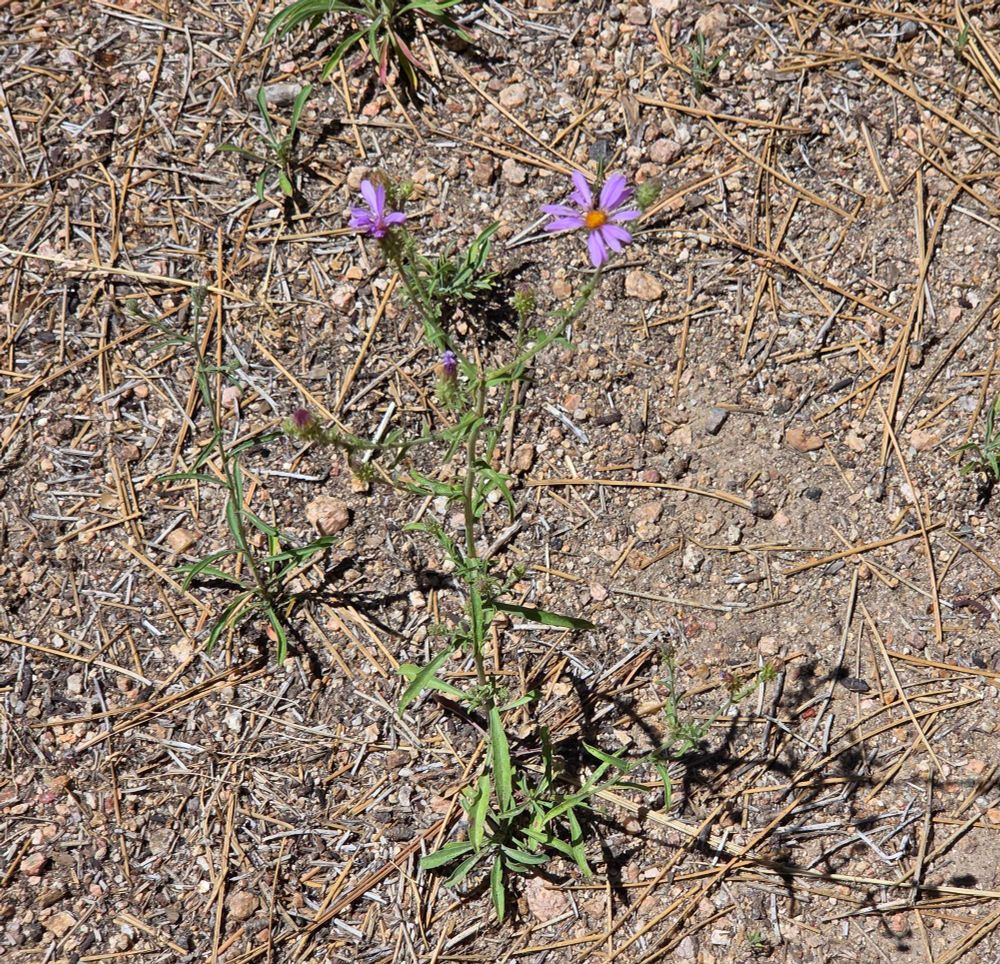 Hoary Tansyaster budding and blooming, Aspen Glen Picnic Area, San Bernardino National Forest, August 7, 2025.

More flora & fauna photos:

https://www.inaturalist.org/observations?place_id=any&user_id=dgrimmphd&verifiable=any

#Flower
#Flowers
#Nature
#Tansyaster
#Tansyasters
#HoaryTansyaster
#AspenGlenPicnicArea
#SanBernardinoNationalForest