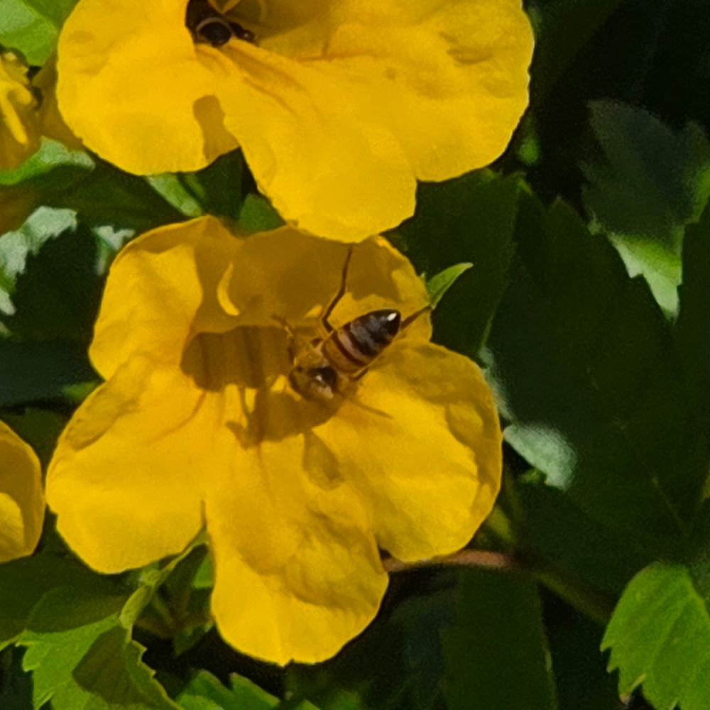 Western Honey Bee pollinating, Historic Villa Roma, Palm Springs, November 9, 2025.

More flora and fauna photos:

https://www.inaturalist.org/observations?place_id=any&user_id=dgrimmphd&verifiable=any

#Insect
#Insects
#Nature
#Wildlife
#Bee
#Bees
#WesternHoneyBee
#PalmSprings