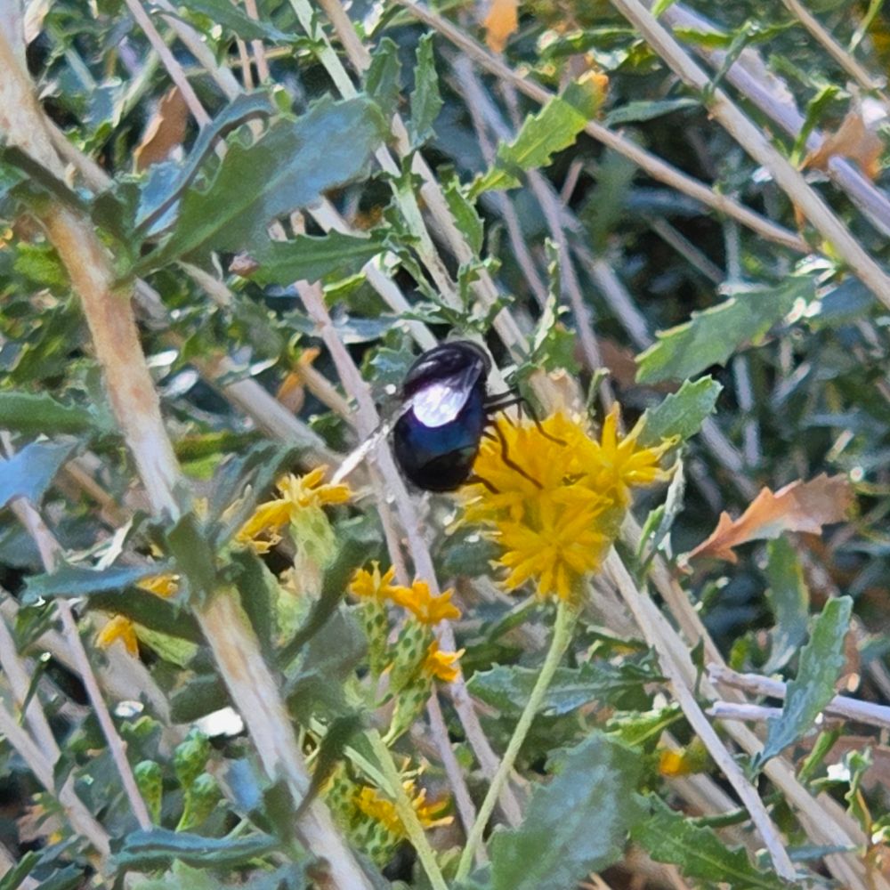 Mexican Cactus Fly pollinating, Whitewater Canyon Preserve, Whitewater Conservation Area, November 11, 2025.

More flora and fauna photos:

https://www.inaturalist.org/observations?place_id=any&user_id=dgrimmphd&verifiable=any

#Insect
#Insects
#Nature
#Wildlife
#Fly
#Flies
#MexicanCactusFly
#WhitewaterCanyonPreserve
#WhitewaterConservationArea