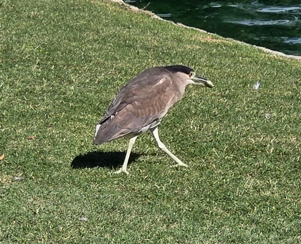 Black-crowned Night Heron with a purpose, Palm Desert Civic Center Park, Palm Desert, September 12, 2025.

More flora and photos:

https://www.inaturalist.org/observations?place_id=any&user_id=dgrimmphd&verifiable=any

#Bird
#Birds
#Nature
#Wildlife
#BirdsUS
#Heron
#Herons
#BlackcrownedNightHeron
#PalmDesert