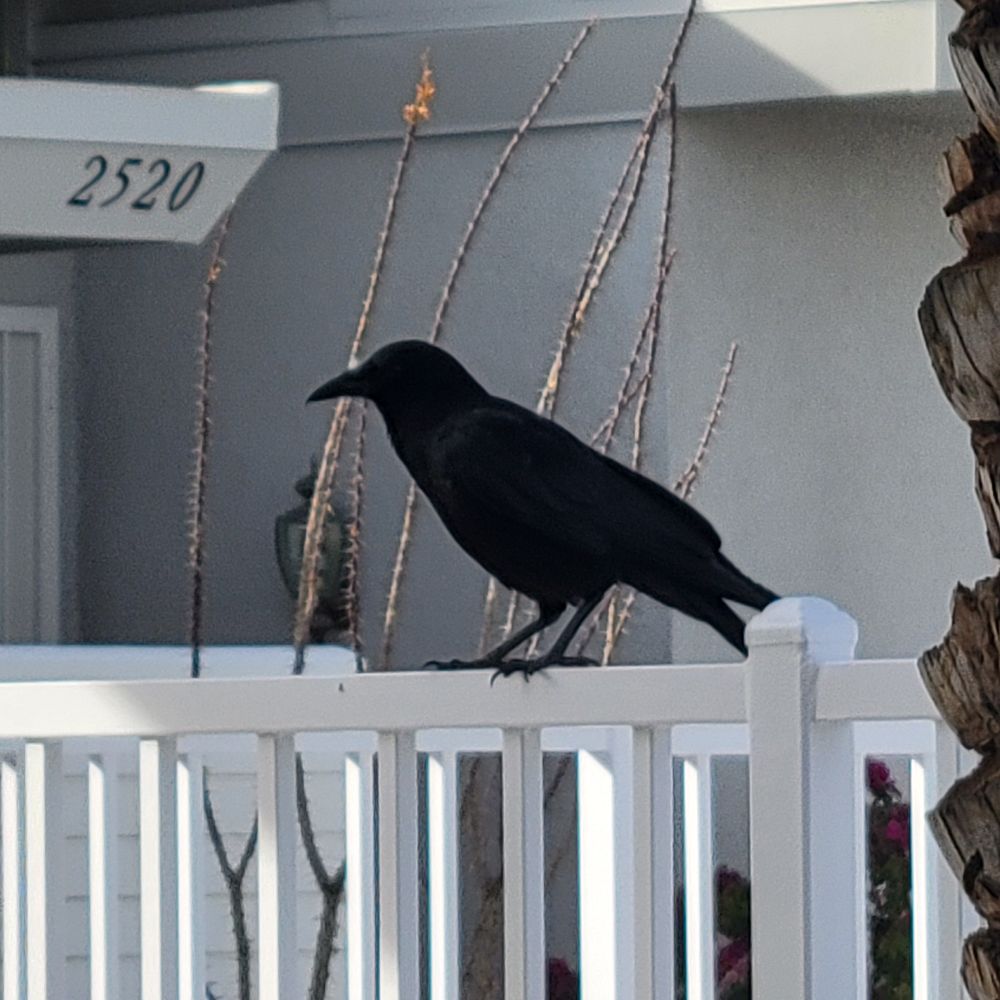 Common Raven posing, Historic Villa Roma condominium complex, Palm Springs, February 3, 2025.

#bird
#birds
#Nature
#Wildlife
#birdsus
#raven
#Ravens
#CommonRaven
#palmsprings