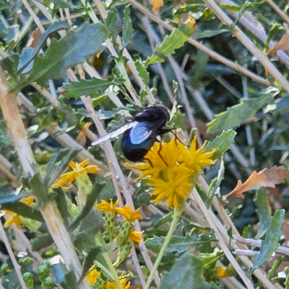 Mexican Cactus Fly pollinating, Whitewater Canyon Preserve, Whitewater Conservation Area, November 11, 2025.

More flora and fauna photos:

https://www.inaturalist.org/observations?place_id=any&user_id=dgrimmphd&verifiable=any

#Insect
#Insects
#Nature
#Wildlife
#Fly
#Flies
#MexicanCactusFly
#WhitewaterCanyonPreserve
#WhitewaterConservationArea