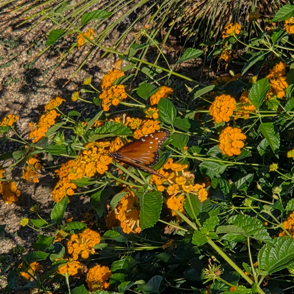 Queen pollinating a lantana, Historic Villa Roma, Palm Springs, Coachella Valley, October 2, 2025.

More flora and fauna photos:

https://www.inaturalist.org/observations?place_id=any&user_id=dgrimmphd&verifiable=any

#Insect
#Insects
#Nature
#Wildlife
#Butterfly
#Butterflies
#Queen
#Lantana
#PalmSprings
#CoachellaValley
