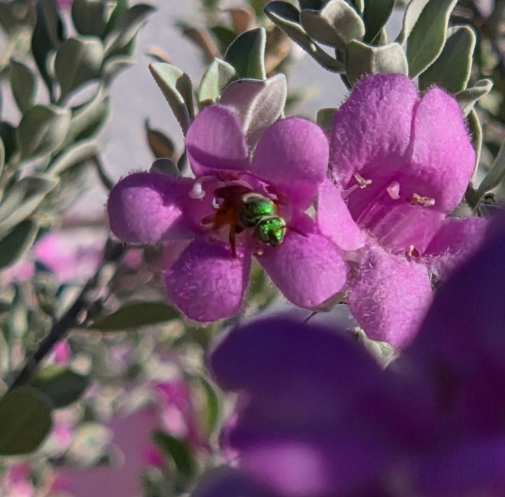 Honey-tailed Striped Sweat Bee pollinating a Cenizio, Historic Villa Roma, Palm Springs, October 2, 2025.

More flora and fauna photos:

https://www.inaturalist.org/observations?place_id=any&user_id=dgrimmphd&verifiable=any

#Insect
#Insects
#Nature
#Wildlife
#Bee
#Bees
#HoneytailedStripedSweatBee
#PalmSprings